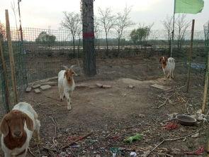 羊圈吃瓜爆料图片大全,揭秘娱乐圈幕后真相图片大揭秘