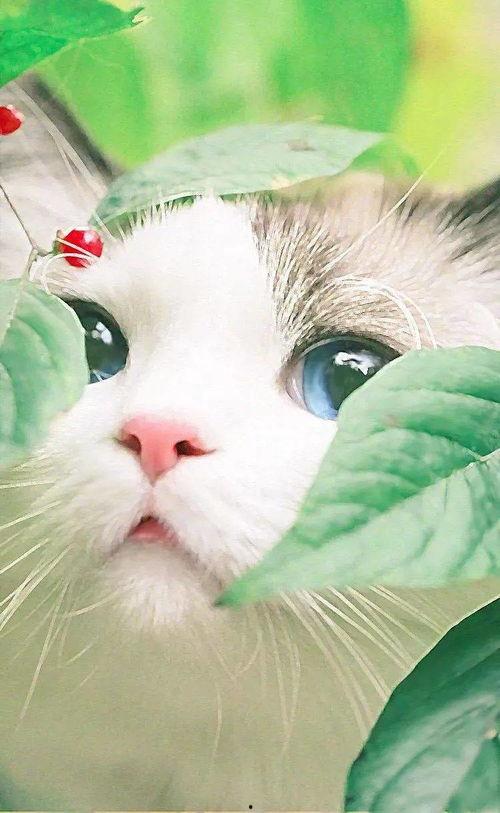 猫的次元吃瓜爆料,揭秘娱乐圈那些不为人知的秘密